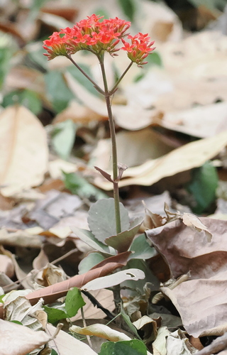 Flaming katy (Kalanchoe blossfeldiana): origin and uses — photo 3