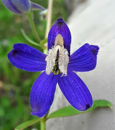 Delphinium — photo 1