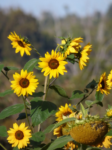 Helianthus — photo 1