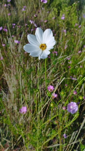 Cosmos bipinnatus — photo 2