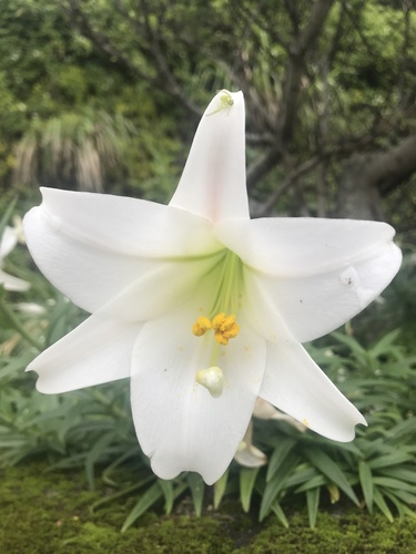 Lys de Pâques (Lilium longiflorum) — photo 1