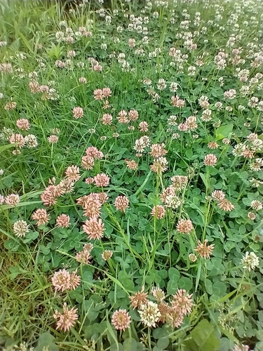 Trèfle blanc (Trifolium repens) — photo 2