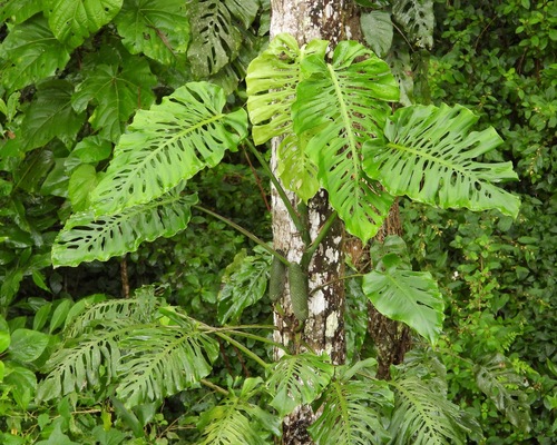 Monstera 'Esqueleto' — photo 2
