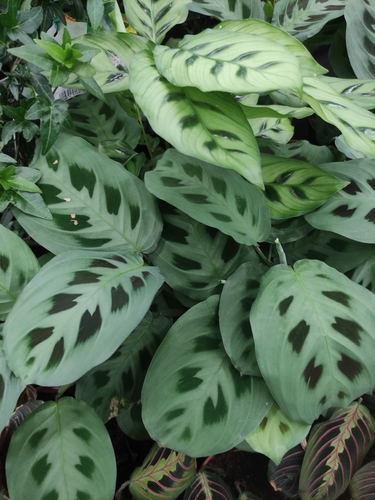 Prayer plant (Maranta leuconeura): origin and uses β photo 1