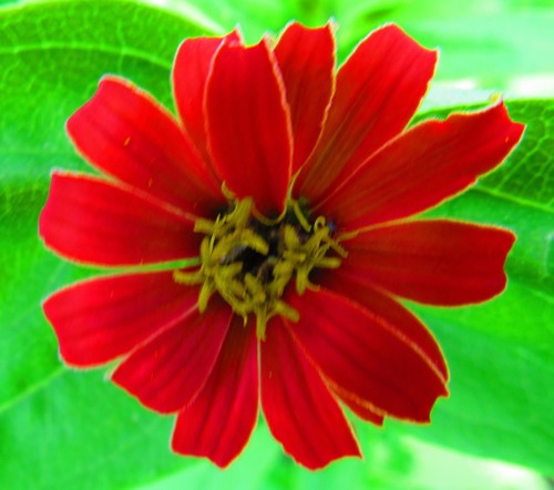 Zinnia elegans — photo 3