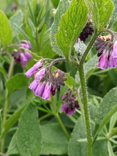Consoude officinale (Symphytum officinale) — photo 3