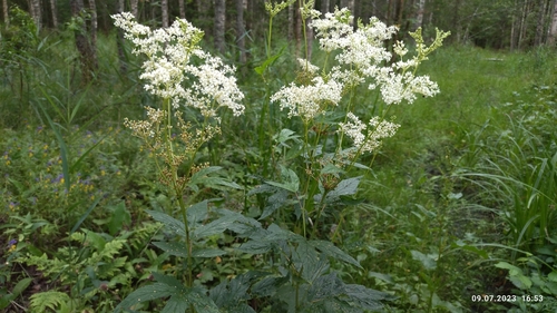Filipendula ulmaria — photo 3
