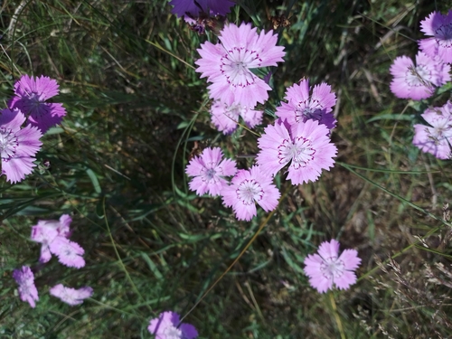 Dianthus chinensis — photo 1