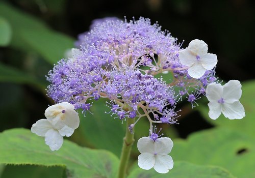 Hortensia à bractées (Hydrangea involucrata) — photo 1