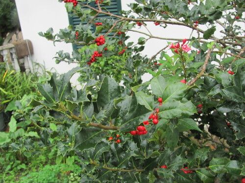 Ilex aquifolium — photo 5