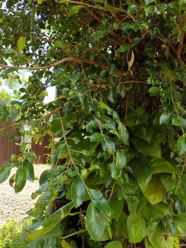 Chinese banyan (Ficus microcarpa): origin and uses โ photo 3