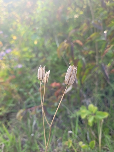Aquilegia vulgaris — photo 2
