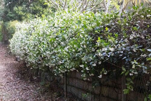 Trachelospermum jasminoides — photo 2