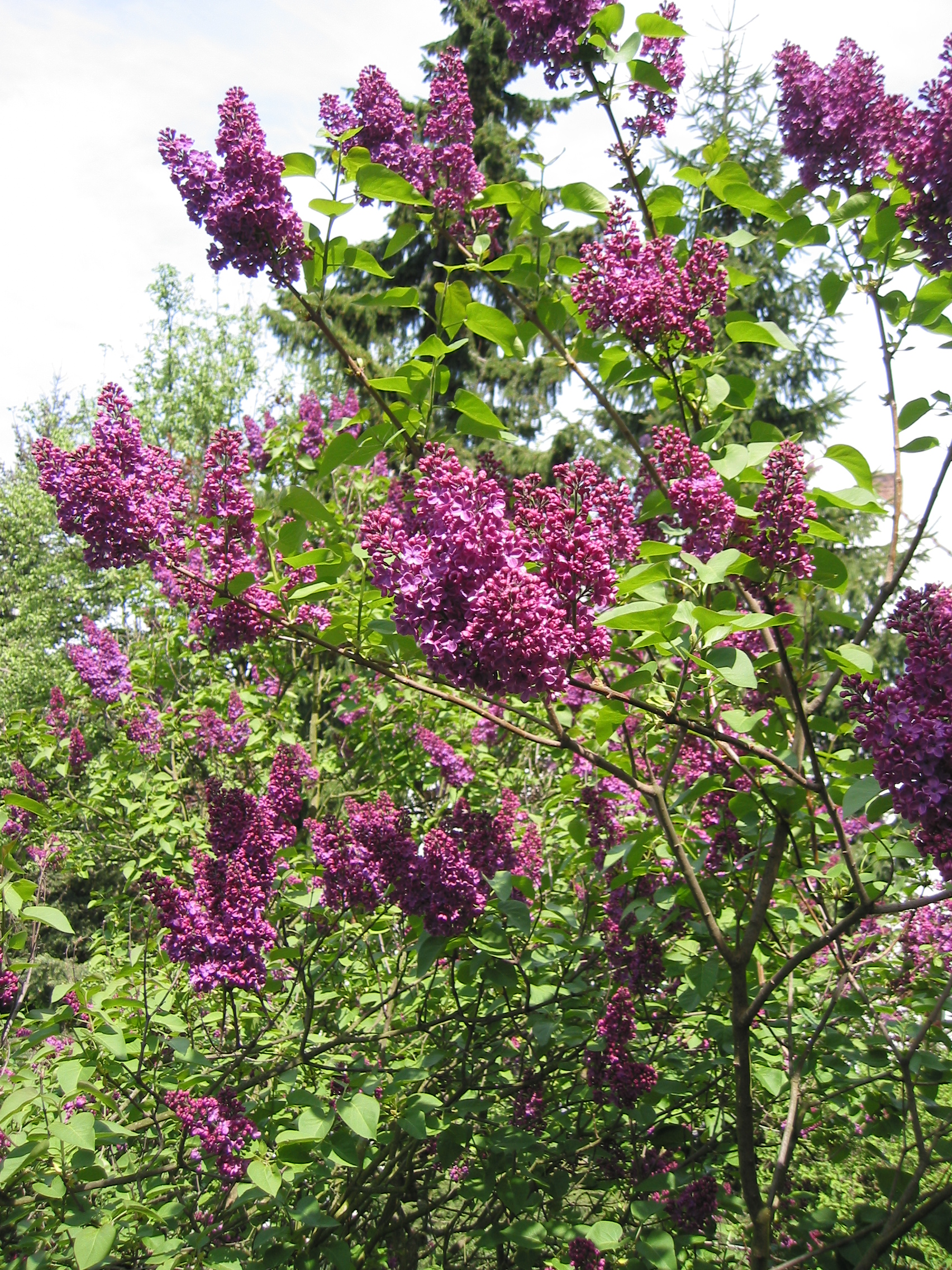 Lilas Syringa vulgaris