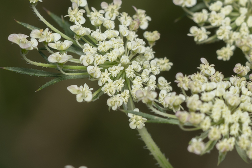 Karotte (Daucus carota subsp. sativus): Herkunft und Verwendung — foto 4