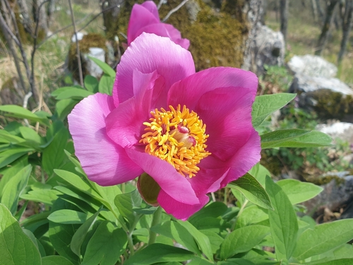 Pivoine officinale (Paeonia officinalis) — photo 3
