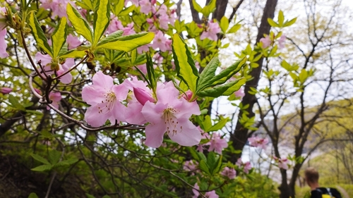 Rhododendron — photo 3