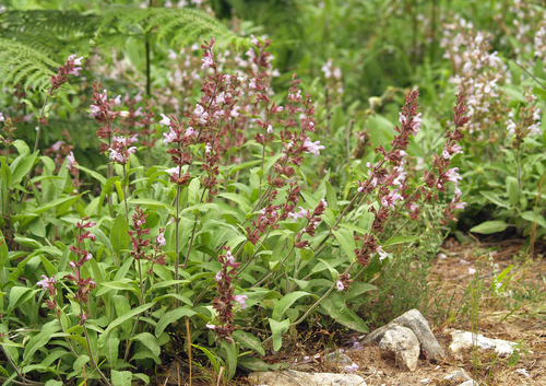 Salvia officinalis — photo 2