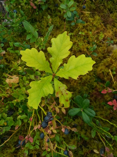 Chêne pédonculé (Quercus robur) — photo 2