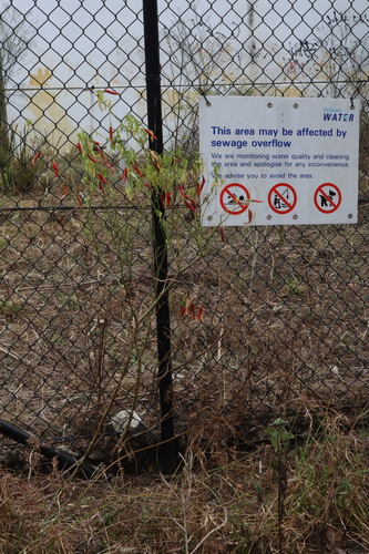 Capsicum annuum — photo 2