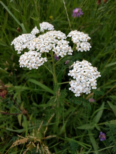 Achillea — photo 1