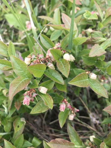 Vaccinium myrtilloides — photo 1