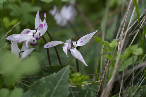 Cyclamen persicum — photo 3