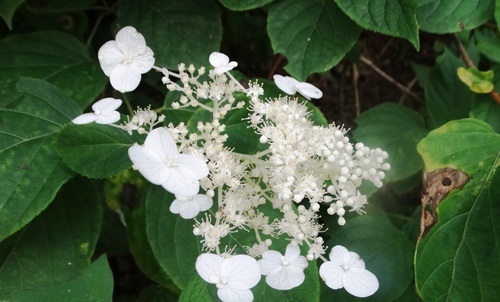 Hydrangea paniculata — photo 3