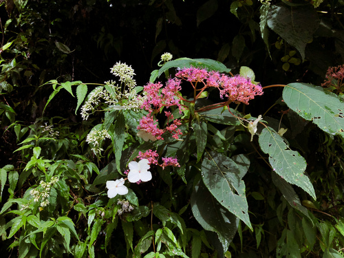 Hydrangea aspera — photo 2