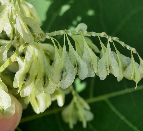 Renouée du Japon (Reynoutria japonica) — photo 2
