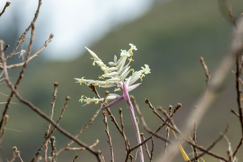 Tillandsia — photo 3