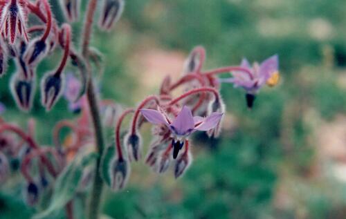 Borago officinalis — photo 2