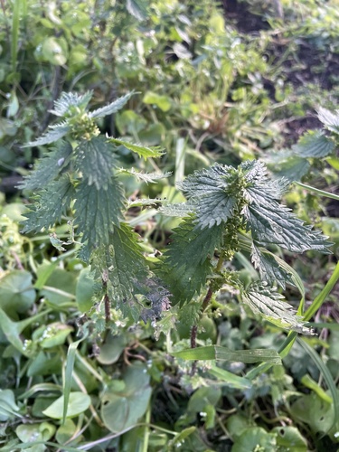 Petite ortie (Urtica urens) — photo 3