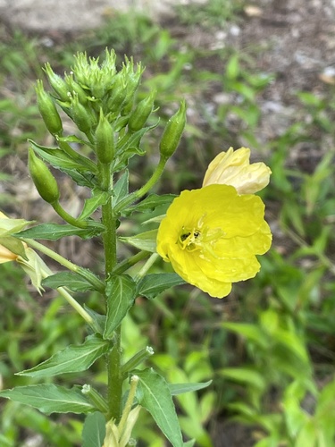 Oenothera biennis — port 1