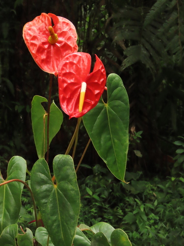 Anthurium andraeanum — photo 1