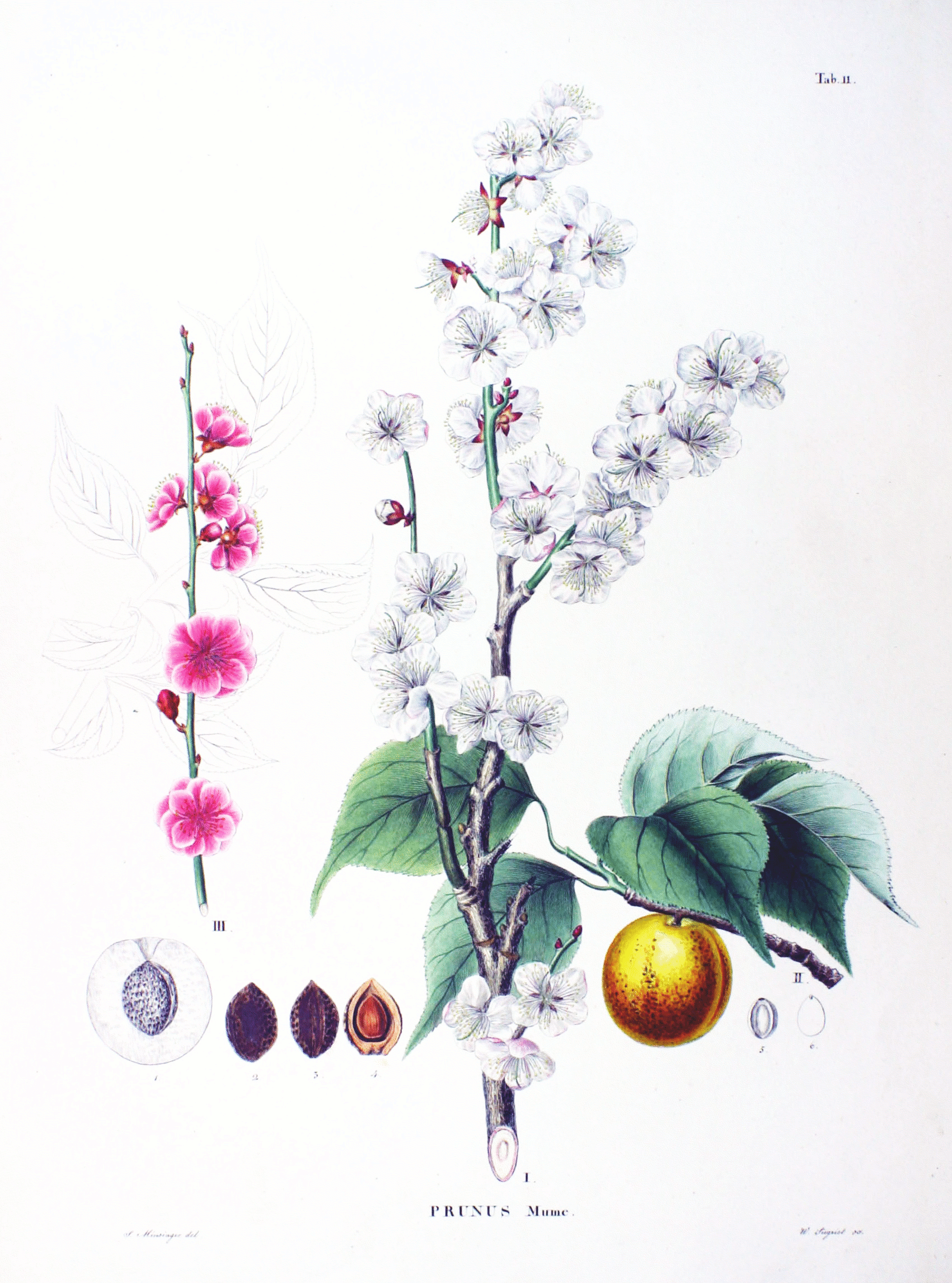 Prunus mume, ume japonais
