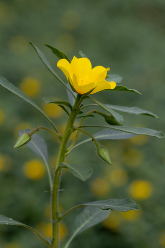Jussie à grandes fleurs (Ludwigia grandiflora) — photo 1