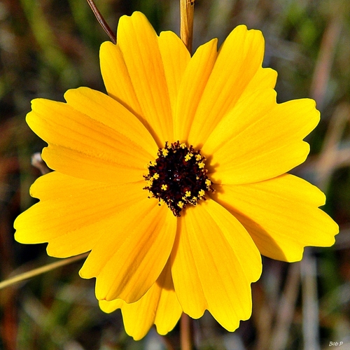 Coreopsis — photo 1
