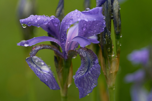 Iris de Sibérie (Iris sibirica) — photo 3
