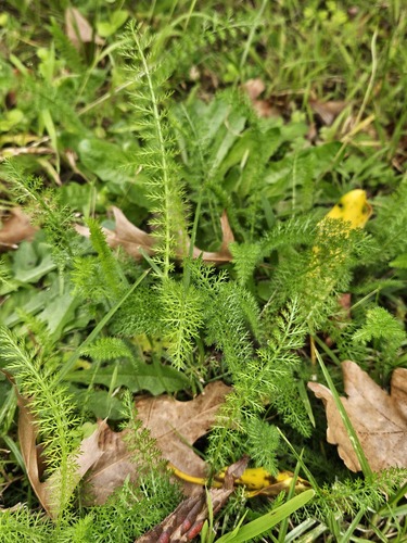 Achillea — photo 3