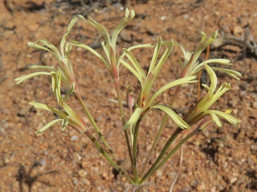 Pelargonium — photo 2