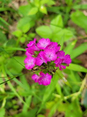 Dianthus barbatus — photo 3