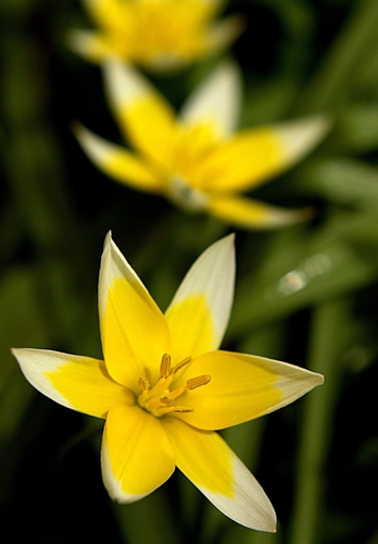 Tulipe tardive (Tulipa tarda) — photo 1