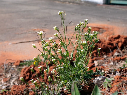 Arabidopsis thaliana — photo 2