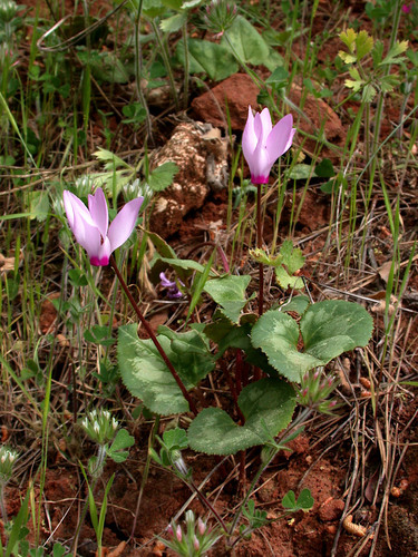 Cyclamen persicum — photo 1