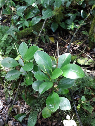 Baby rubber plant (Peperomia obtusifolia): origin and uses — photo 3
