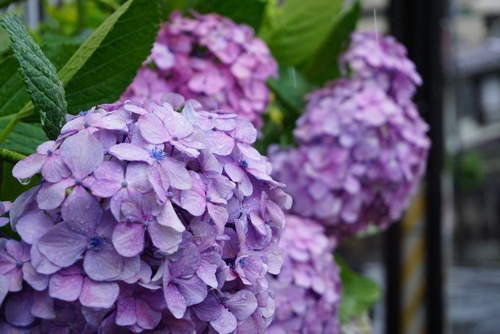 Hydrangea macrophylla — photo 1