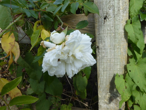Rosa × alba — photo 2