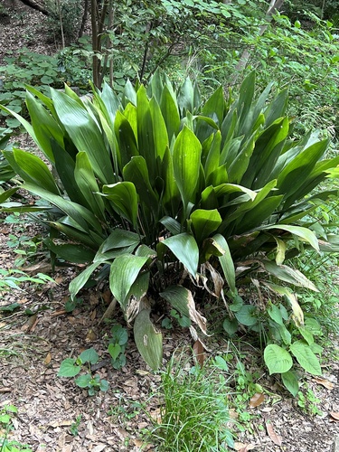 Aspidistra elatior — photo 1