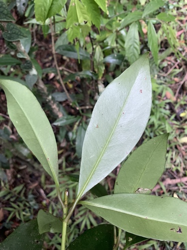 Skimmia japonica — photo 2